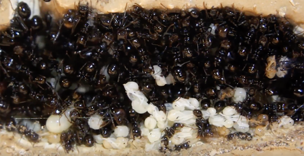 Boden-Ameisenkolonie leihen - mieten